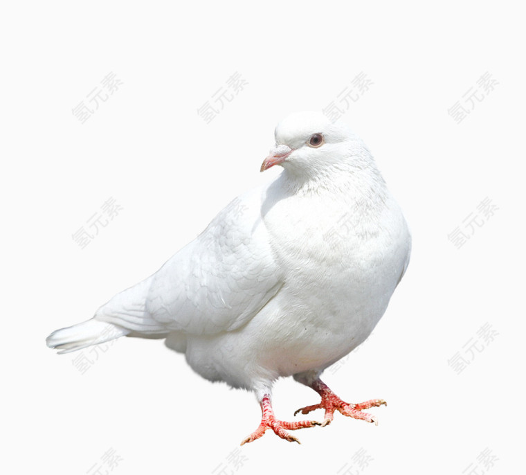 鸽子白鸽