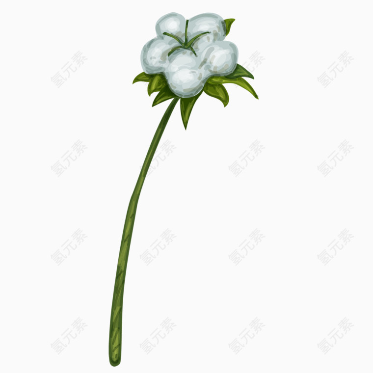 棉花