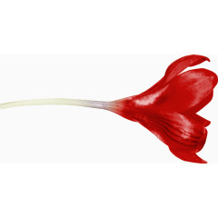 矢量花卉素材花卉矢量素材