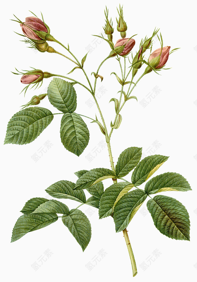 手绘玫瑰花花苞