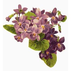 简约旧插画花鲜花
