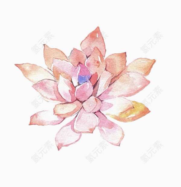 荷花