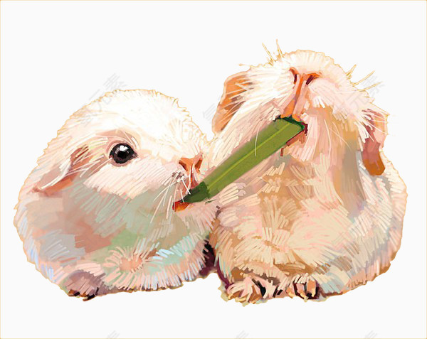 水粉互相喂食的仓鼠