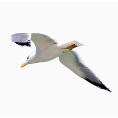 海鸥免抠png素材