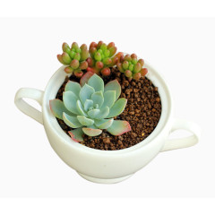 多肉盆栽植物