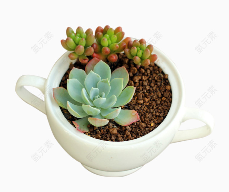多肉盆栽植物