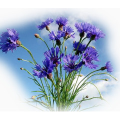 鲜花花草国画花卉素材