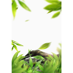 绿色茶叶点缀背景