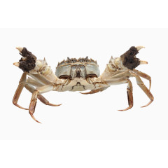 产品实物大闸蟹