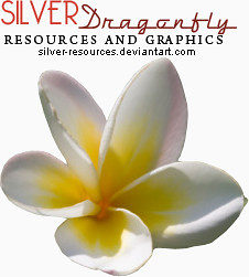 鲜花相框素材唯美背景图片