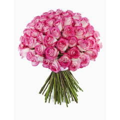 庆典花草花卉画