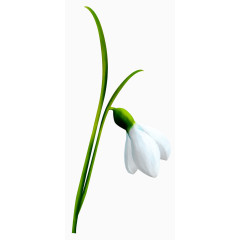 唯美花草图片水彩花草