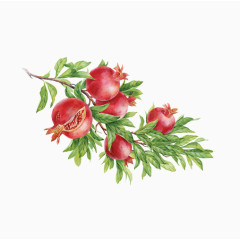 又红又大的石榴