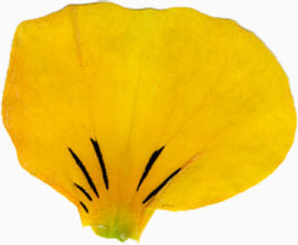 精美漂亮压花干花黄色花瓣