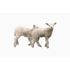 非常可爱的两只小羊