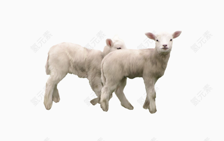 非常可爱的两只小羊