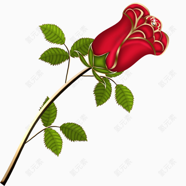 金边玫瑰花