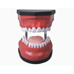 口腔牙齿模型