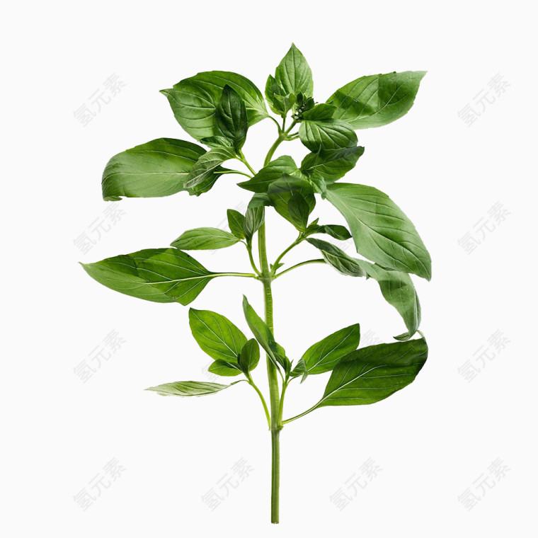 绿叶素材PNG