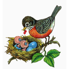 喂养嗷嗷待哺的小鸟