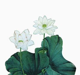 荷花