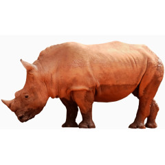 高清动物犀牛素材