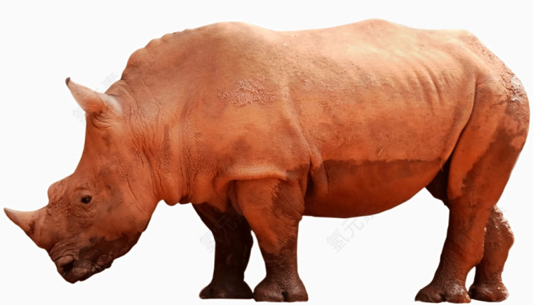 高清动物犀牛素材