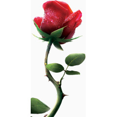 清晨露珠玫瑰花