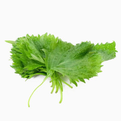 紫苏叶免抠素材