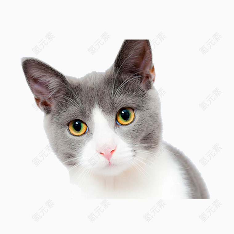 呆萌的小猫素材