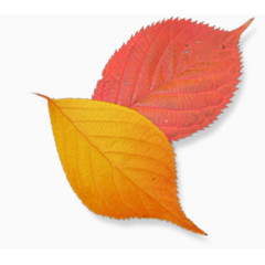 卡通手绘装饰图片