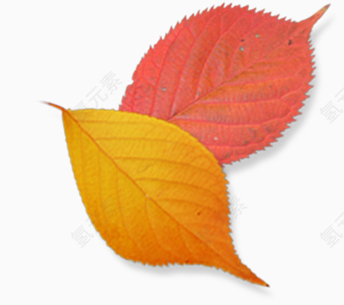 卡通手绘装饰图片