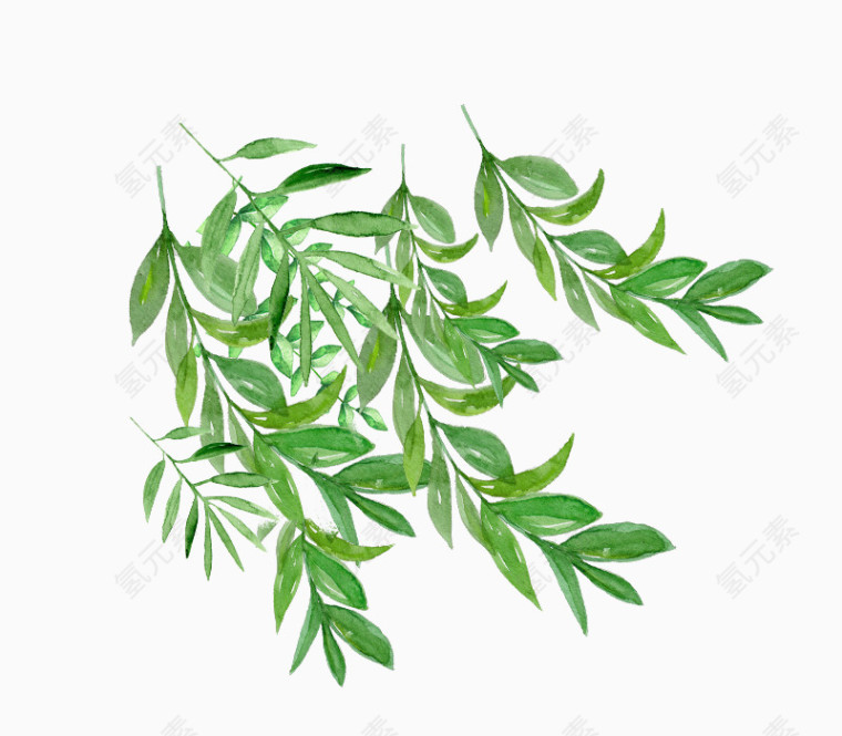 手绘树叶枝条