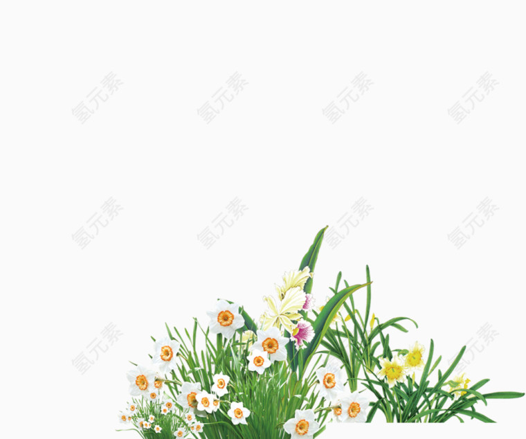 白色小花花朵花丛