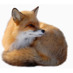 狐狸