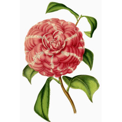 花朵海报背景花朵图片素材 精美花束