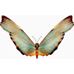 蝴蝶免抠PNG透明图片素材