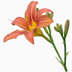 花儿盛开PNG免抠图素材