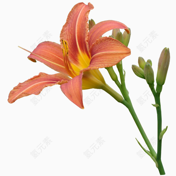 花儿盛开PNG免抠图素材