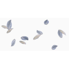 唯美创意花瓣飘落