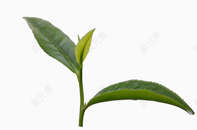 绿色茶叶