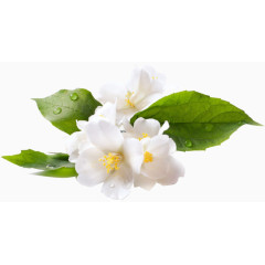 效果元素  花卉