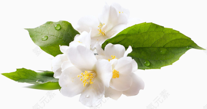 效果元素  花卉
