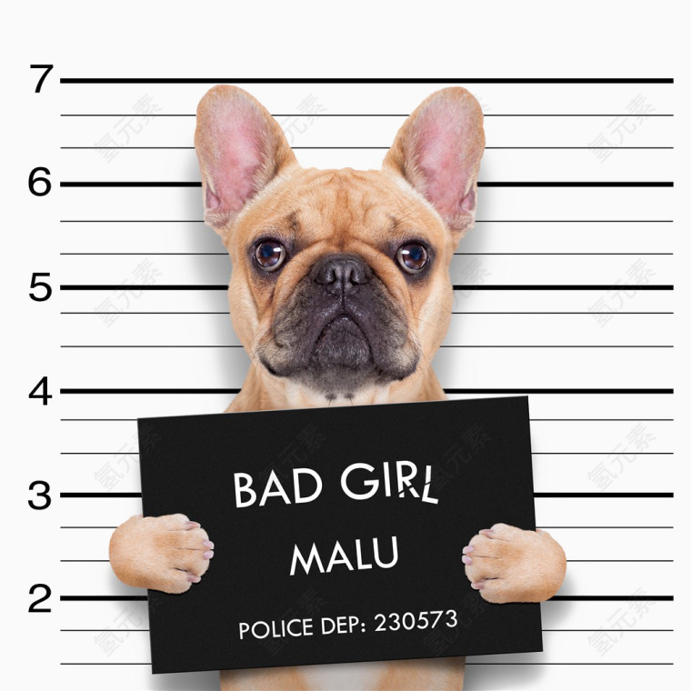 端着黑色牌的小狗