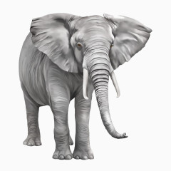 大象素材
