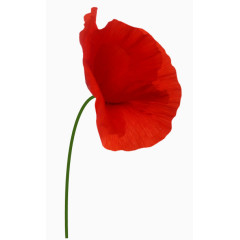 ps花卉素材花卉图案