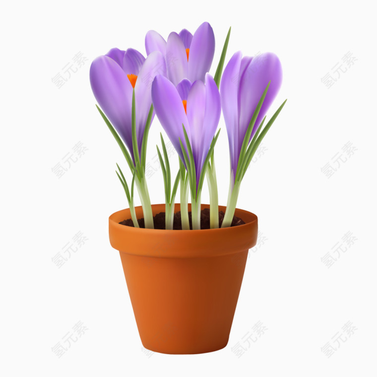 紫色兰花花瓶