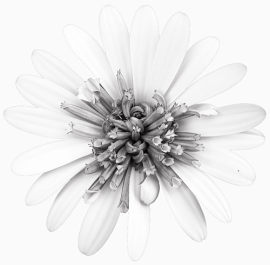 花草矢量素材花草图案素材