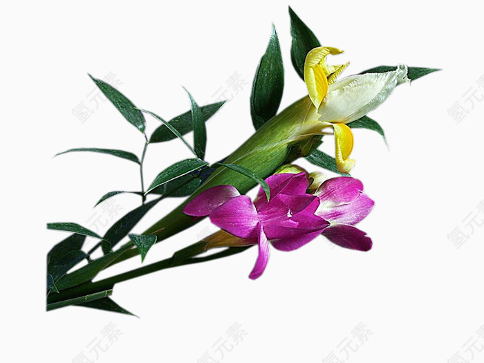 ps花卉素材装饰图案