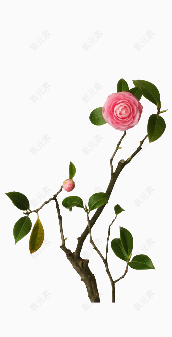 效果元素 花卉